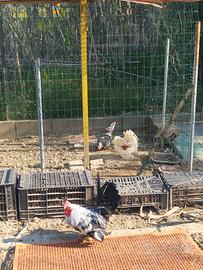 Vendita Galli e galline serama