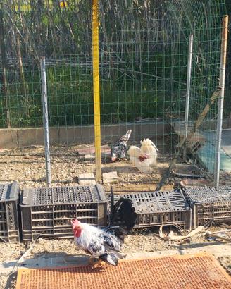 Vendita Galli e galline serama