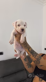 Cucciolo maschio Pitbull