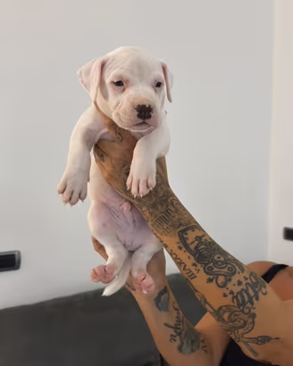 Cucciolo maschio Pitbull