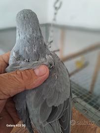 Parrocchetti dal collare