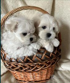 Cuccioli di maltese