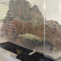 Gechi leopardino spettacolo