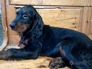 Cucciolo setter Gordon
