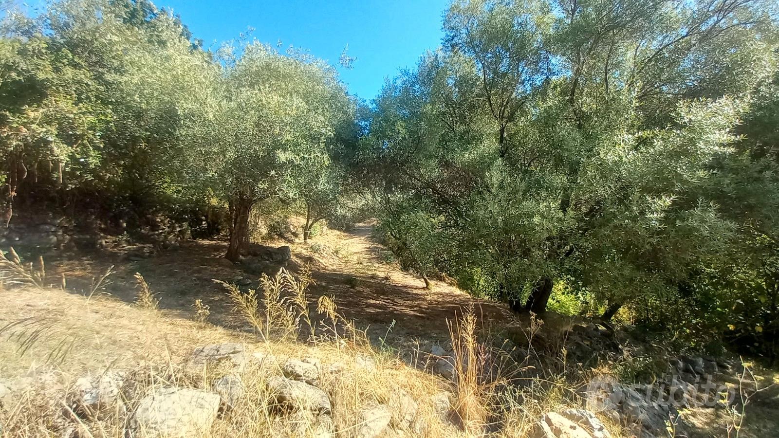 Terreno con uliveto e ruscello vicino a Cuglieri - Vista 4
