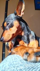 Pinscher nano per accoppiamento