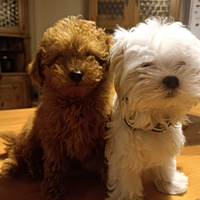 Cuccioli di taglia piccolissima