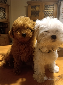 Cuccioli di taglia piccolissima