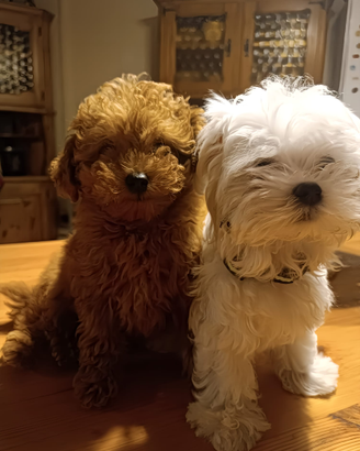 Cuccioli di taglia piccolissima