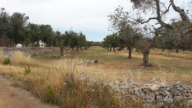 Terreni agricoli a Nardò (LE)