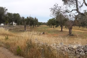 Terreni agricoli a Nardò (LE)