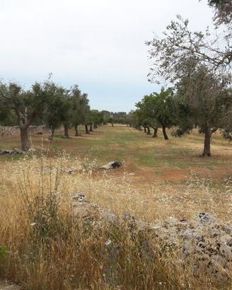 Terreni agricoli a Nardò (LE)