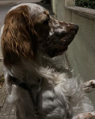 Setter accoppiamento