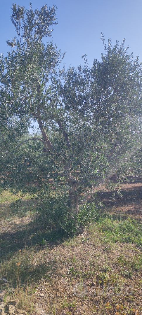 Terreno agricolo - Vista 4