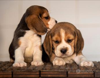 Beagle tricolore femmina