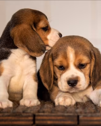 Beagle tricolore femmina