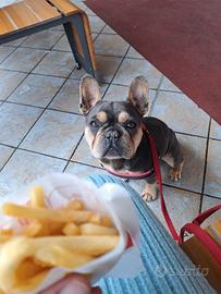 Bulldog francese