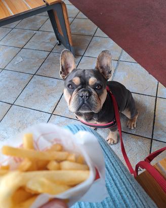 Bulldog francese