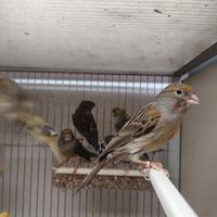 Canarini femmine e maschi pronta cova