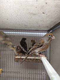 Canarini femmine e maschi pronta cova