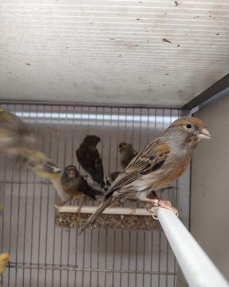 Canarini femmine e maschi pronta cova