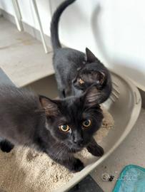 3 baby gattini cercanno una famiglia