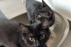 3 baby gattini cercanno una famiglia