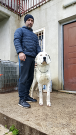 Pastore Asia centrale