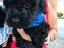 Immagine 6