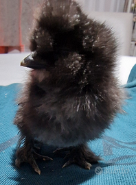 Galline e pulcini ornamentali