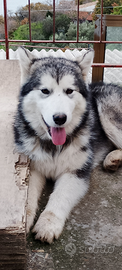 Alaskan Malamute