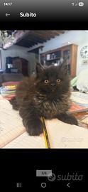 Cucciole disponibili Maine Coon