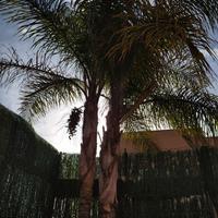 Alberi cocus e cycas