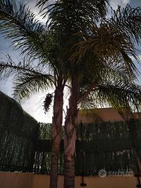 Alberi cocus e cycas