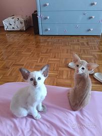 Siamese orientale