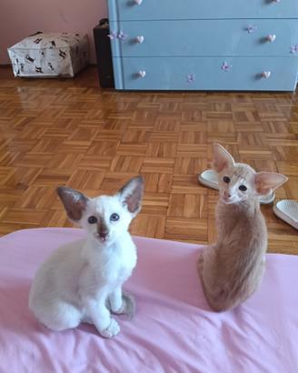 Siamese orientale