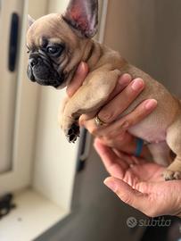 Bulldog francese