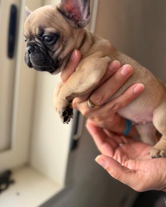 Bulldog francese