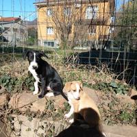 Cuccioli cane meticci