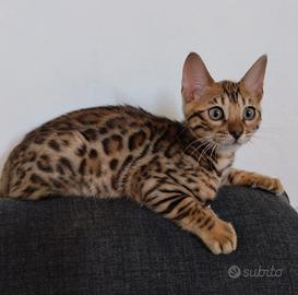 gattini Bengala con pedegree
