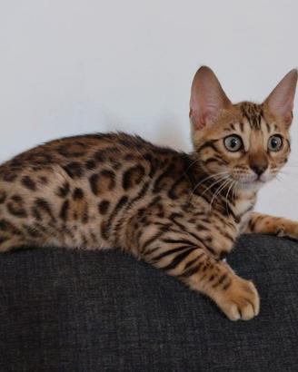gattini Bengala con pedegree