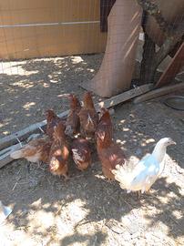 Galline ovaiole rosse e livornesi