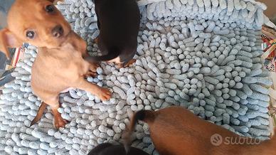 Pinscher nani toy super cuccioli taglia piccola