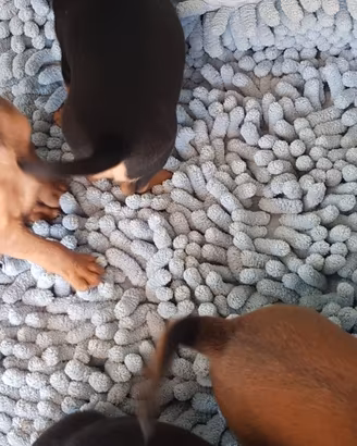 Pinscher nani toy super cuccioli taglia piccola