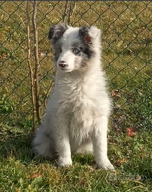 Ultima cucciola border collie