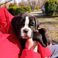 Cuccioli boxer