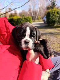 Cuccioli boxer