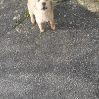 Cucciolo di segugio pelo forte