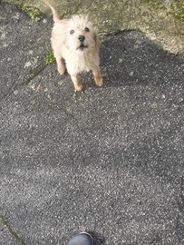 Cucciolo di segugio pelo forte