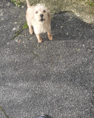 Cucciolo di segugio pelo forte